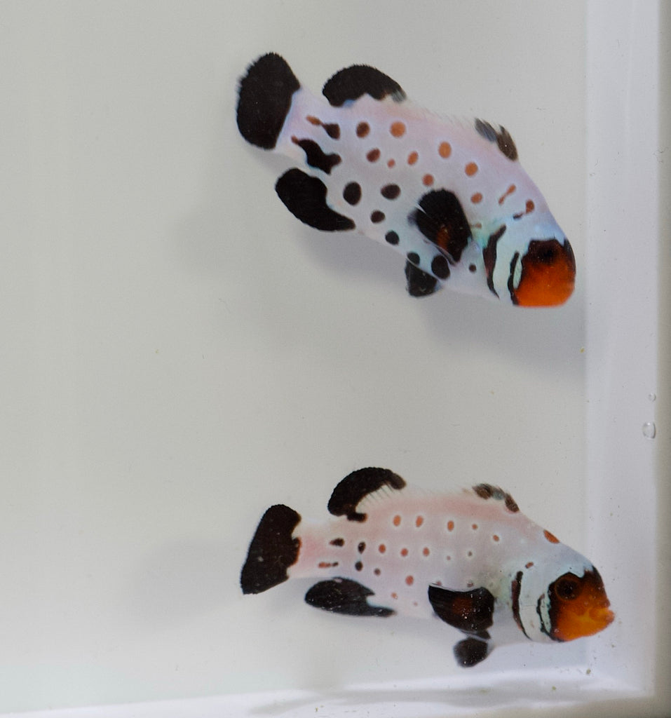 WYSIWYG Frostbite GRADE A Clownfish Pair