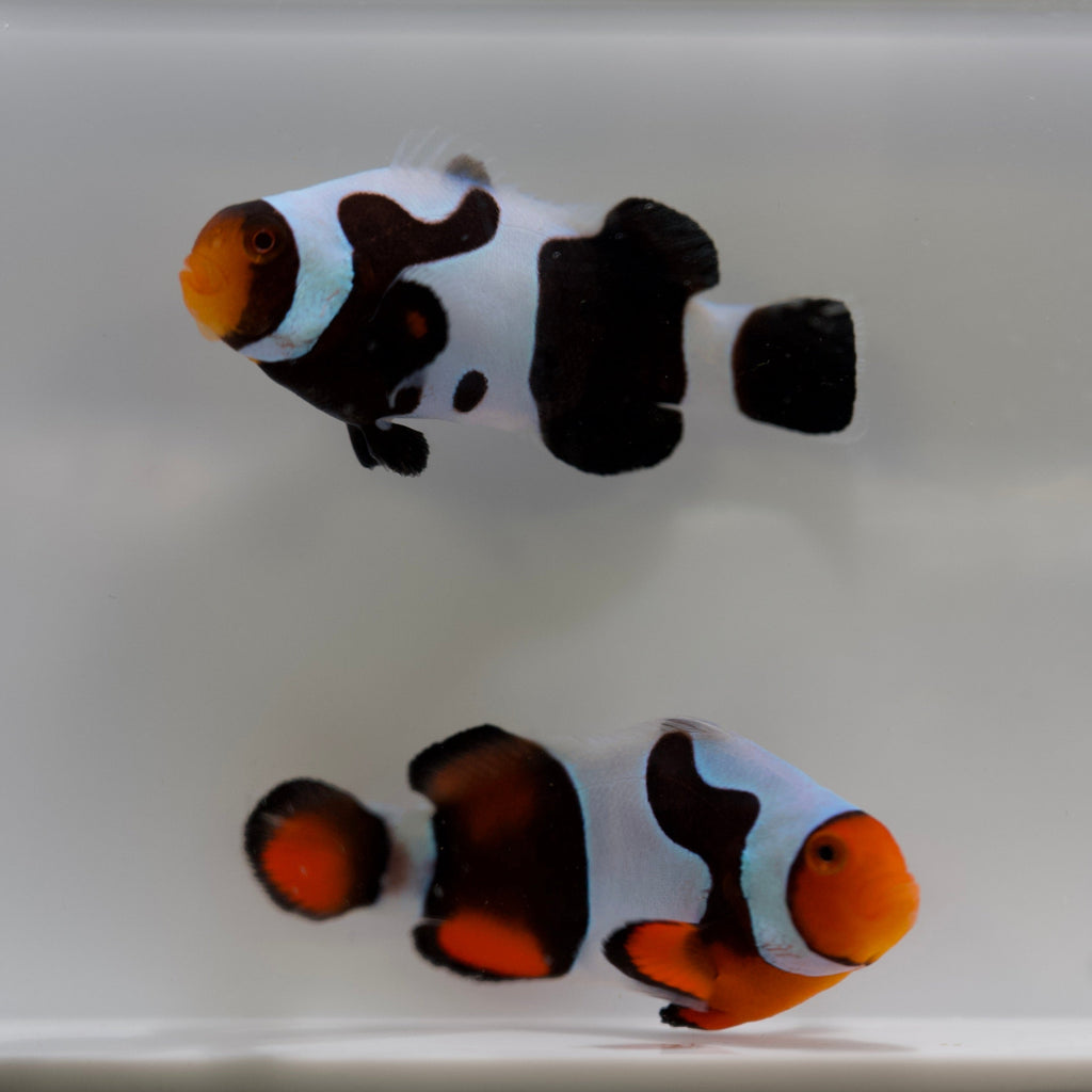 WYSIWYG Davinci Clownfish Pair