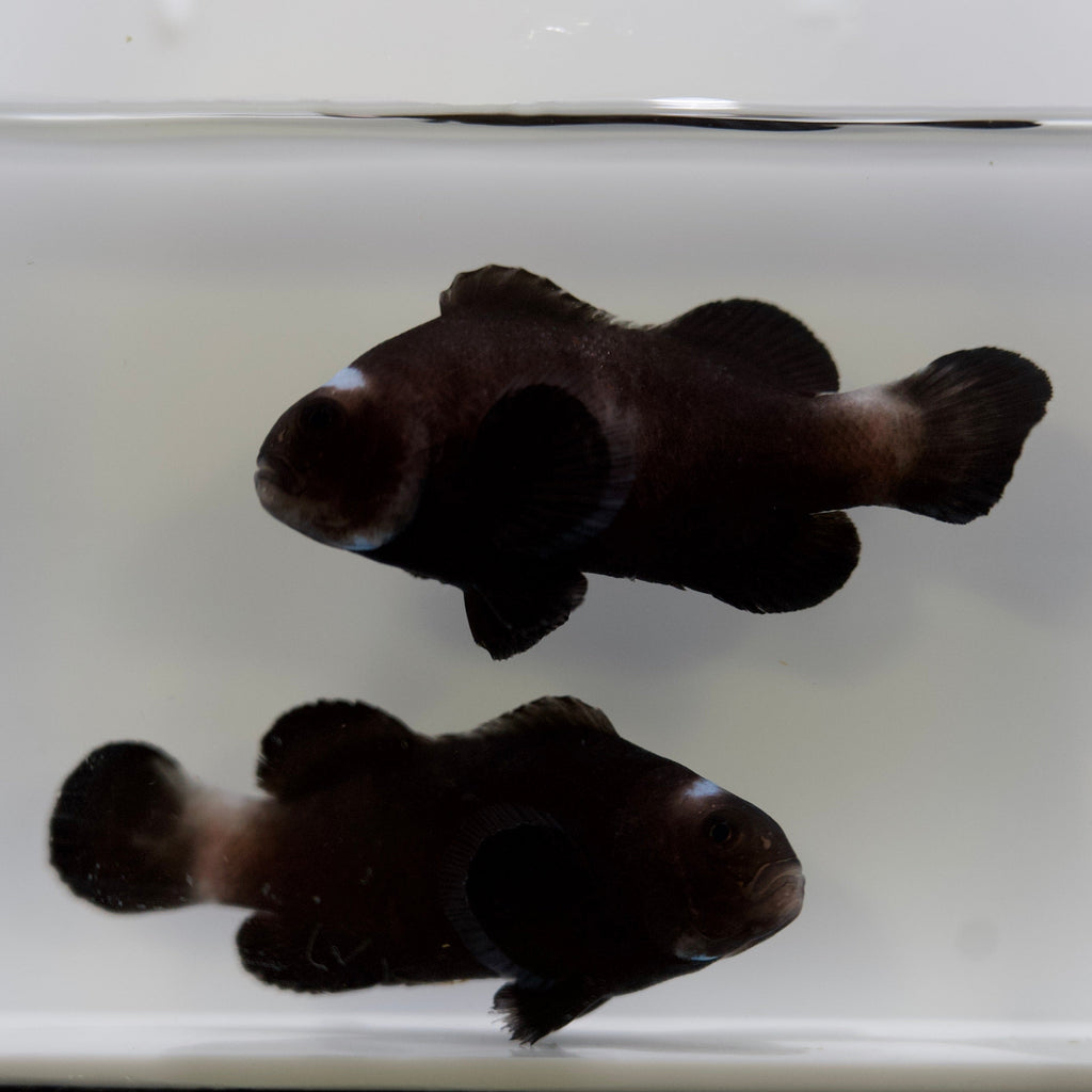 WYSIWYG Domino Head Clownfish Pair