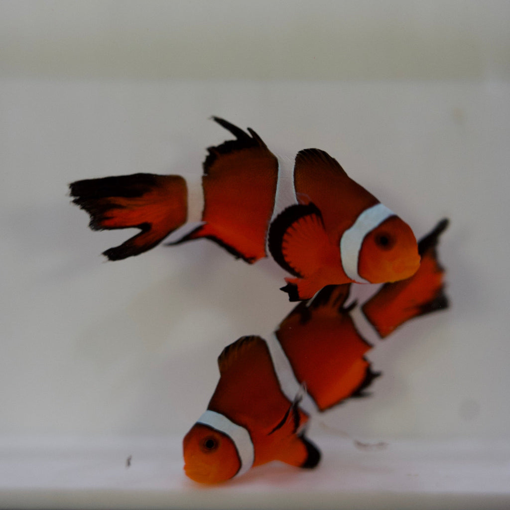 WYSIWYG Longfin Clownfish Pair