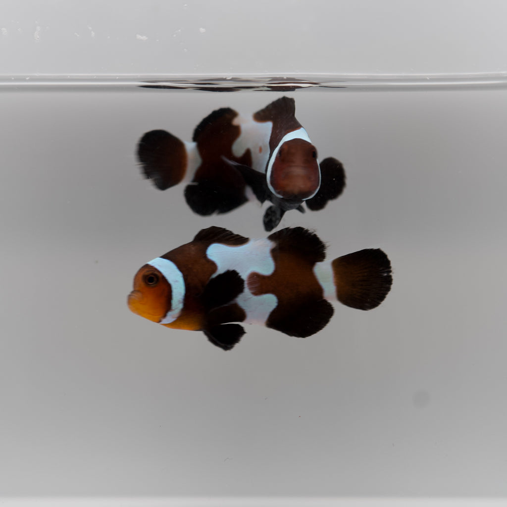 WYSIWYG Black Clownfish Pair