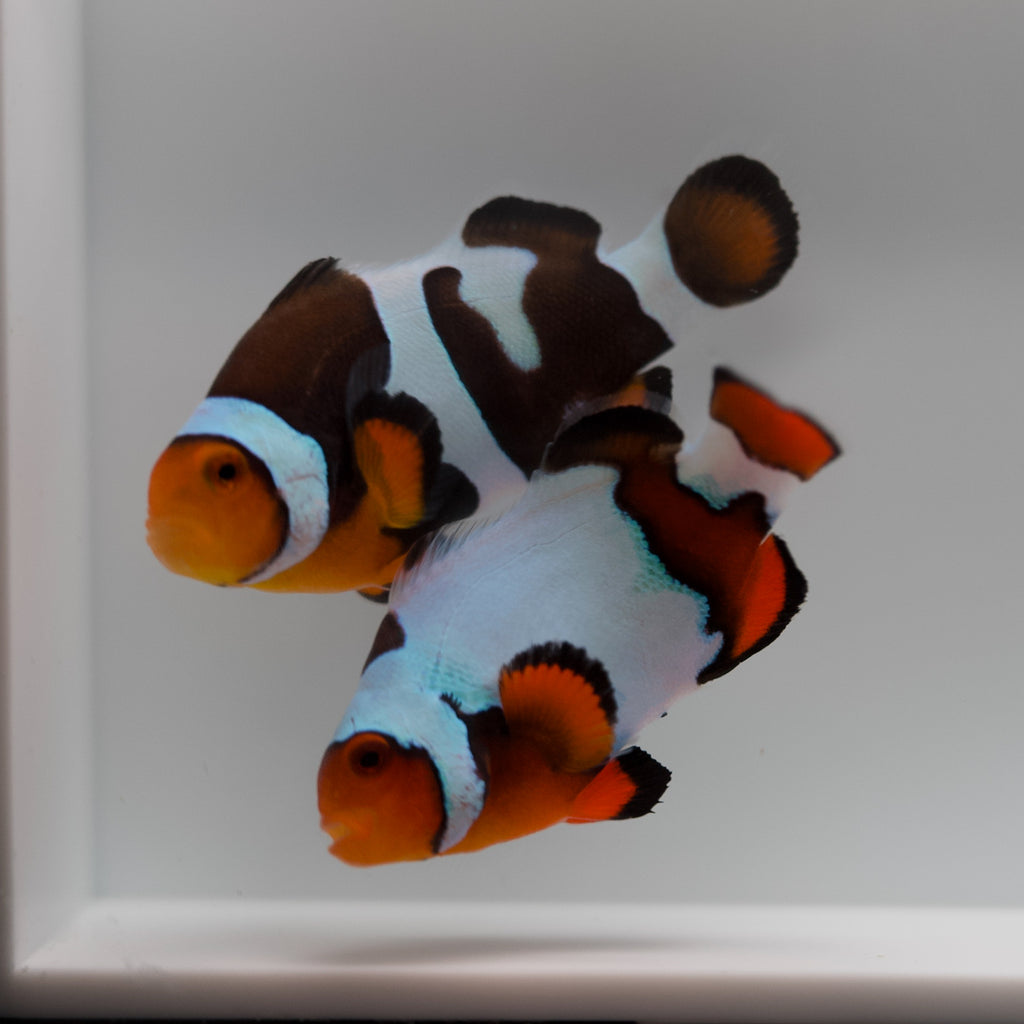 WYSIWYG Clownfish Pair