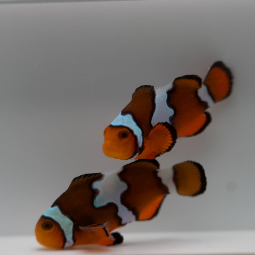 WYSIWYG Extreme Snowflake Clownfish Pair