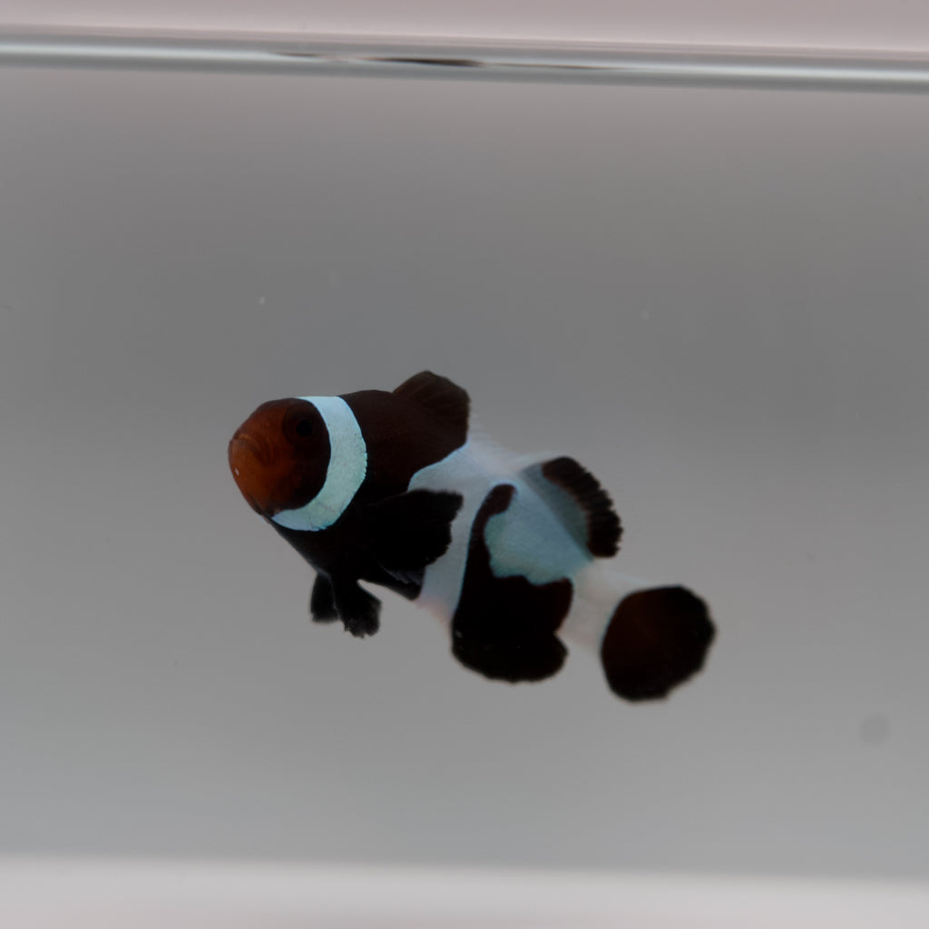 WYSIWYG Black Swirl Clownfish