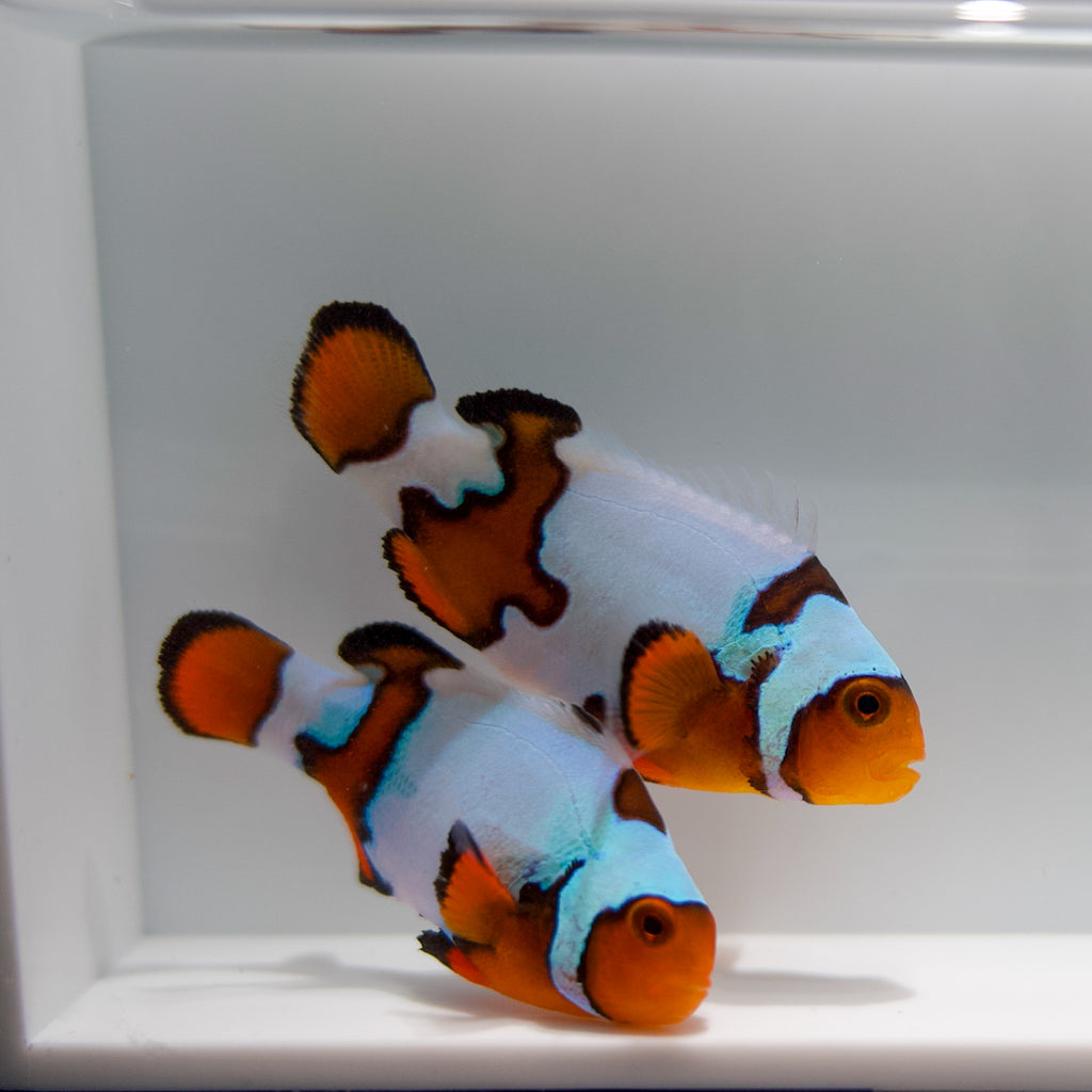 WYSIWYG Jigsaw Snowflake w/ Blue Clownfish Pair