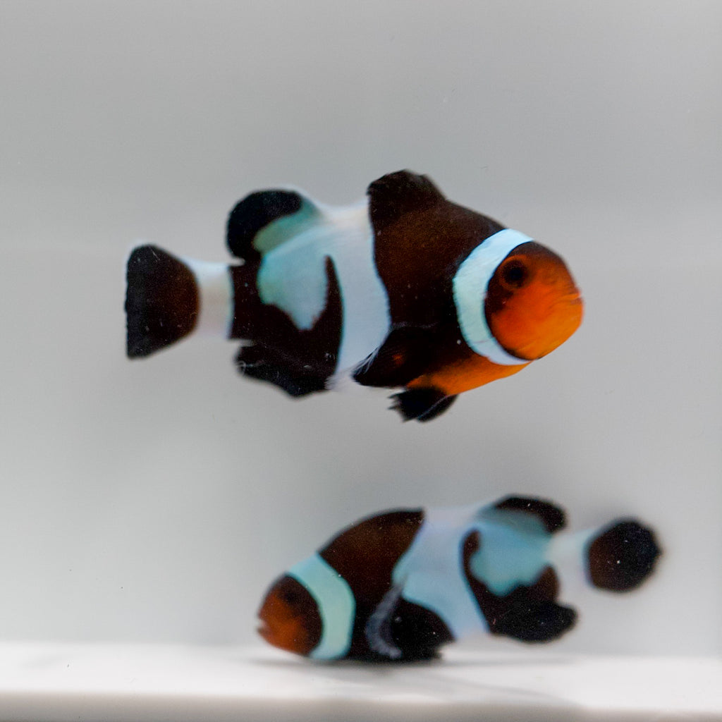 WYSIWYG Swirl Clownfish Pair 🌀