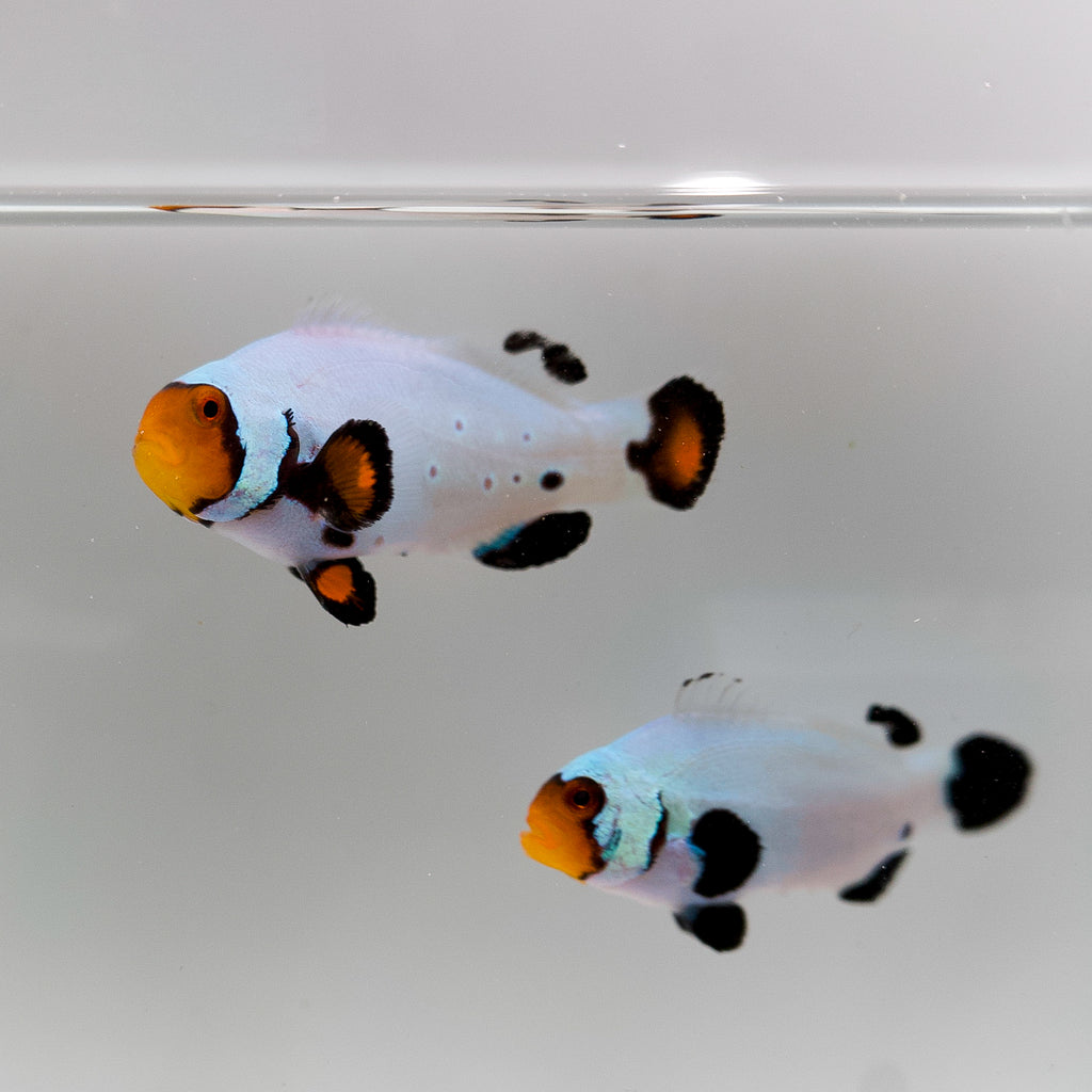 WYSIWYG Wyoming White/ Frostbite Clownfish Pair