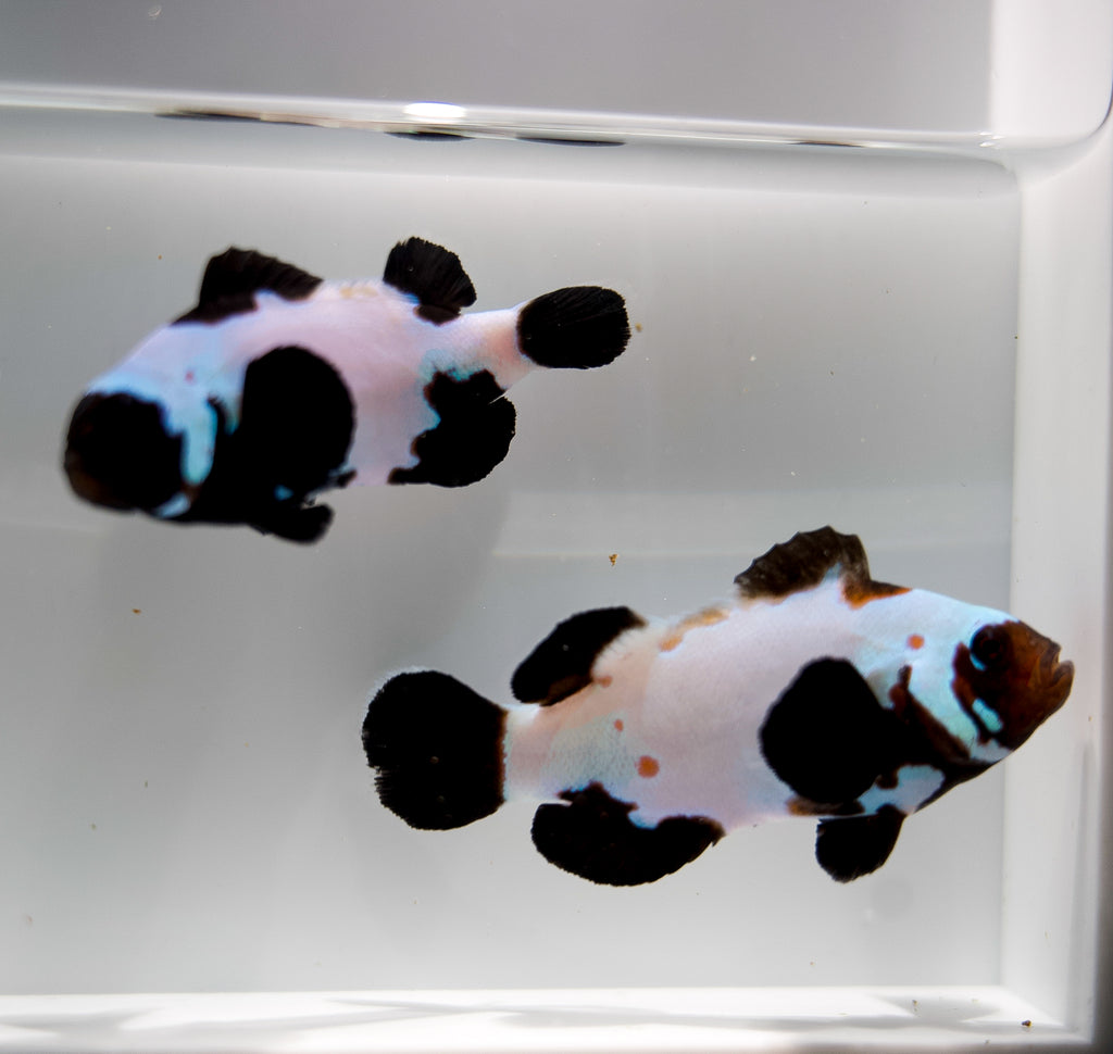 WYSIWYG Chocolate Ice Clownfish Pair