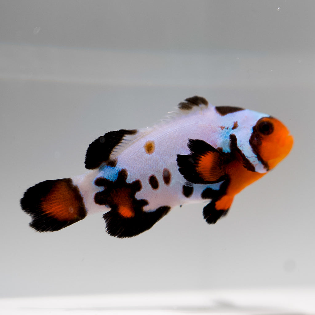 WYSIWYG "Coral Polyp" Clownfish Pair