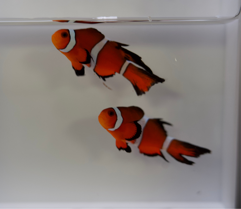 WYSIWYG Longfin Clownfish Pair