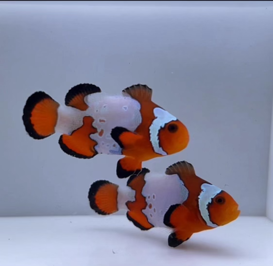 WYSIWYG Snowflake Clownfish Pair