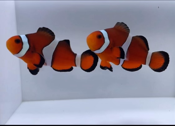 WYSIWYG Ocellaris Clownfish Pair