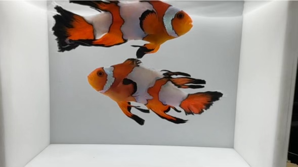 WYSIWYG Longfin Snowflake Clownfish Pair