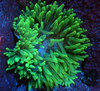 Green Bubble Tip Anemone