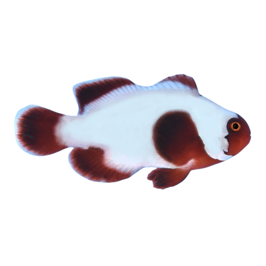 Platinum White Maroon Clownfish