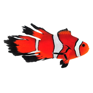 Longfin Ocellaris Clownfish