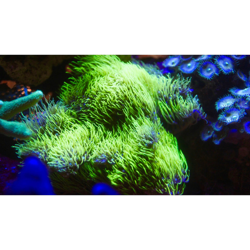 Aqua Gelz recharge - Core Translucent Colors