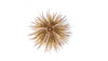 Variegated Urchin